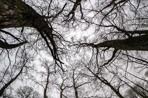 coronas desnudas y torpes ramas de enormes robles que crecen en el cielo gris pálido