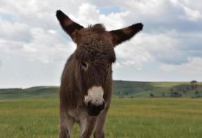 mirando hacia la cara de un potro burro foto