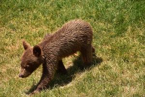 Sweet Cinnamon Black Bear Cub Walking Away photo