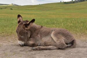 Adorable Grey Burro Foal Laying Down and Resting photo