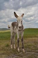 Baby Burro with Spots Standing in a Field photo