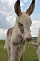 Baby Burro Face Looking Very Cute Up Close photo
