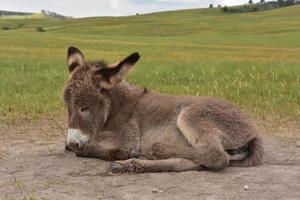 Soft Fluffy Baby Burro Curled Up and Resting photo