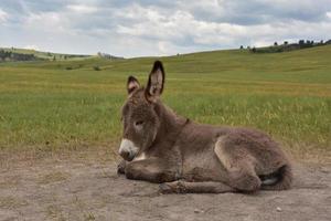 Sleeping Donkey Foal In a Large Grass Field photo