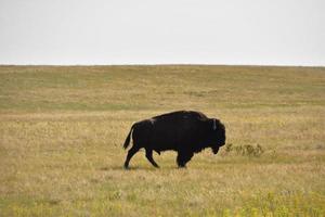 silueta de un bisonte de las llanuras en un día de verano foto