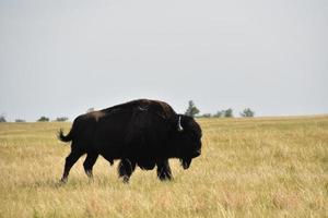 Roaming American Buffalo on a Western Prairie photo