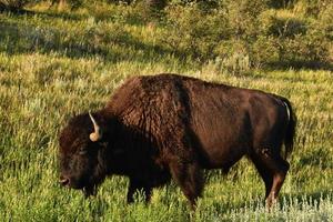 Fluffy American Buffalo Walking Through a Grass Meadow photo