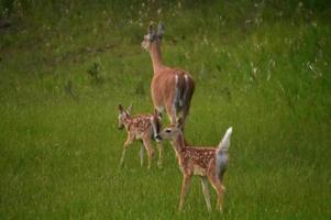 Family of White Tailed Deer in Grassland photo