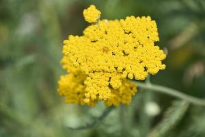 Flowering Yellow Yarrow Plant in the Wild photo