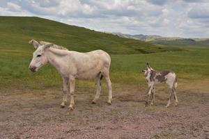 Mother and Baby Burro Standing in a Field photo