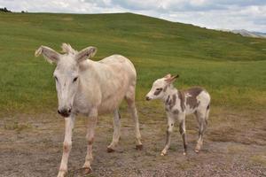 burros de potro y yegua parados juntos en la naturaleza foto