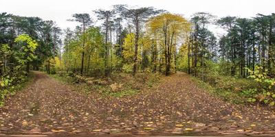 vista de ángulo de 360 grados de panorama hdri esférico completo en la carretera peatonal en el bosque de otoño en contenido de proyección equirectangular. listo para contenido de realidad virtual ar vr foto