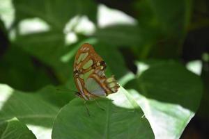 Profile of a Green and Brown Butterfly from the Side photo