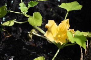 Vegetable Garden with Squash Plant Flowering in the Summer photo