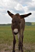 nariz blanca en un burro de bebé marrón esponjoso foto