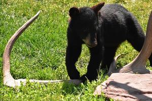 cachorro de oso negro bebé jugando con una cornamenta foto