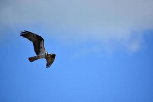 águila pescadora voladora con las alas plegadas en vuelo foto