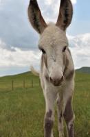 mirando hacia la cara de un burro bebé foto