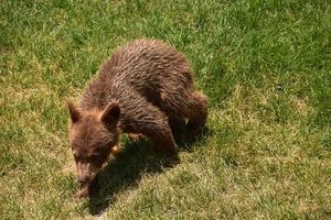 Cute Ambling Baby Black Bear in a Yard photo