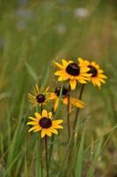 Pretty Wild Flowering Rudbeckia Flowers in Bloom photo