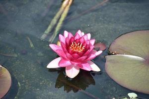 Dark Pink Waterlily Blooming in Shallow Pond Water photo