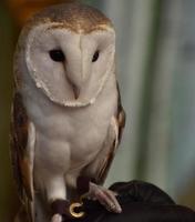 Fantastic Close Up Look Into the Face of a Barn Owl photo