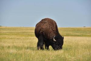 Buffalo Grazing on a Plains Prairie in South Dakota photo