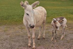 Up Close with Begging Burros of Custer State Park photo