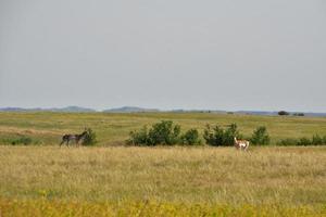 Pronghorn Pair on the a Remote Plain in the Dakotas photo
