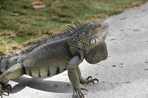 Profile of a Large Caribbean Iguana on a Walkway photo