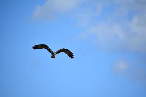 Osprey is a Bird of Prey in Casco Bay photo