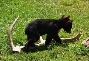 adorable bebé cachorro de oso negro jugando en un día de verano foto