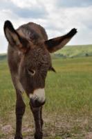 Brown Burro Foal with a White Nose in Custer photo