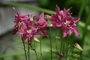 Pretty Cluster of Blooming Pink Columbine Flowers photo