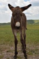 burro bebé marrón oscuro con piernas tambaleantes en un prado foto