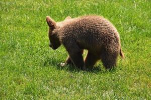 Young Brown Bear Cub Walking in Green Grass photo