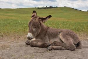 durmiendo mendigando burro potro en un gran campo de hierba foto