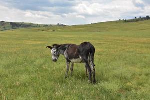 Older Burro Grazing in a Large Grass Field photo