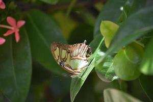 Amazing Look at the Wings of a Malachite Butterfly photo