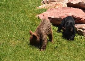 Two Black Bear Cubs in South Dakota photo