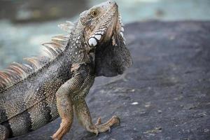 Iguana Pointing its Snout Up into the Air photo