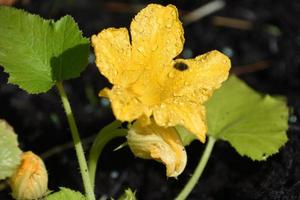 Yellow Squash Blossom on a Vegetable Seedling photo