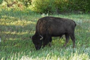 American Buffalo Grazing in the Shade of a Tree photo