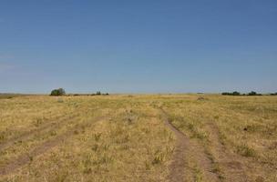 Grasslands with Narrow Game Trails Meandering Through photo