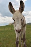White and Gray Spotted Baby Burro in a Field photo