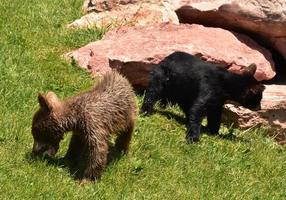 par de cachorros de oso negro forrajeando en dakota del sur foto