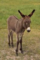 Fluffy Brown Baby Burro Standing in a Field photo
