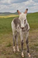 Beautiful Baby Burro on Wobbly Legs in a Field photo