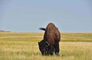 Bison Swishing His Tail on a Plains Field photo
