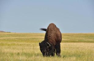 bisonte moviendo su cola en un campo llano foto